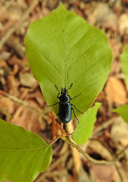 Platycerus caraboides - kis fémesszarvasbogár