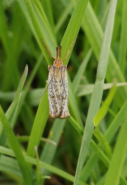 Thisanotia chrysonuchella - tavaszi fűgyökérmoly