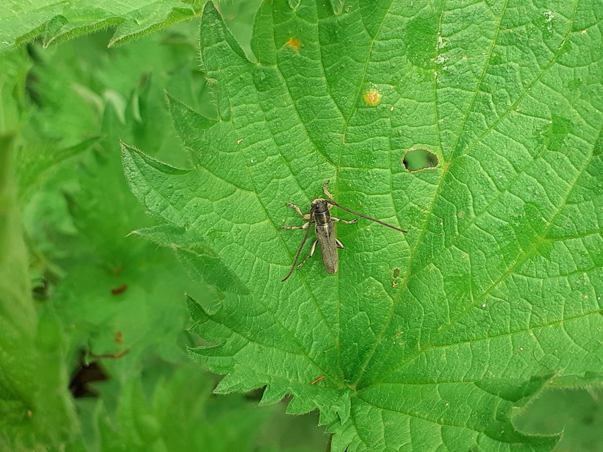 Phytoecia nigricornis - ürömcincér