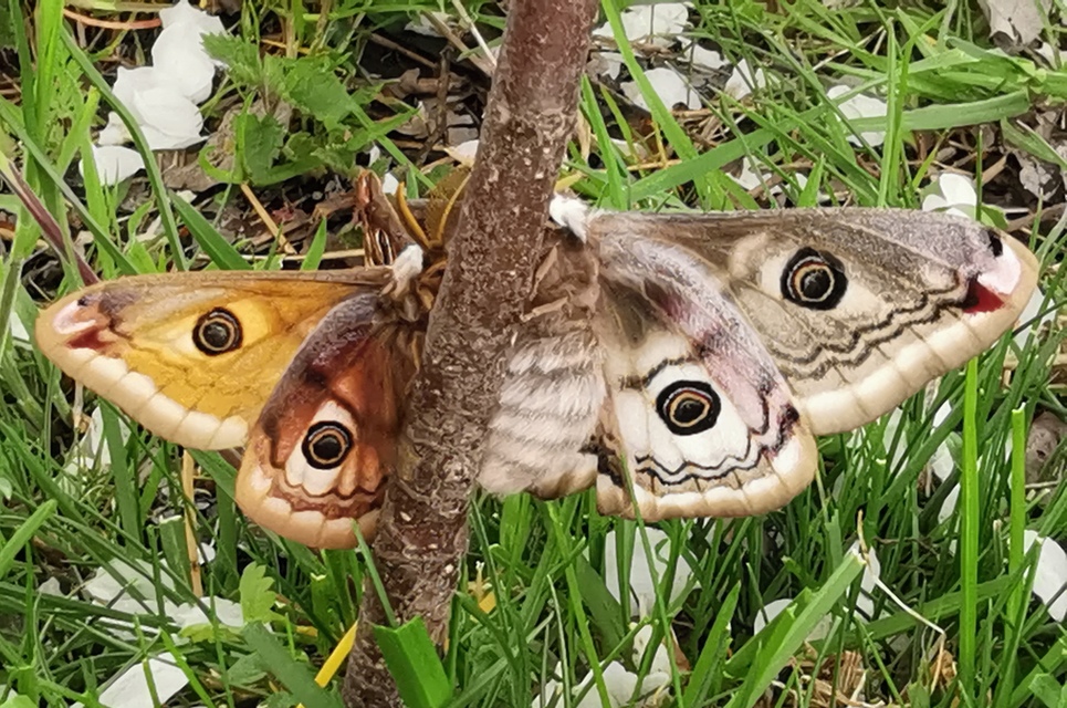 Saturnia pavoniella/pavonia