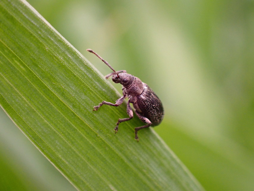 Phyllobius pyri - gyümölcsfa-levélormányos