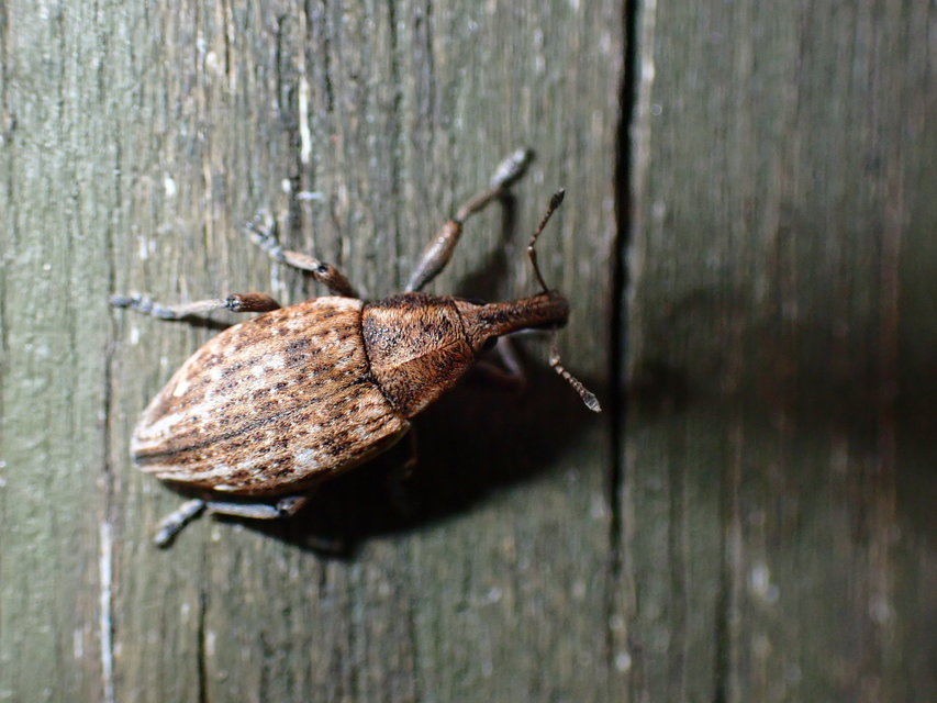 Lepyrus capucinus - pettyes fűzormányos