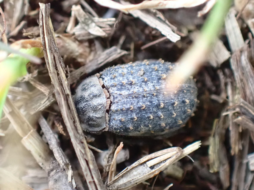 Trox niger - gömböc irhabogár
