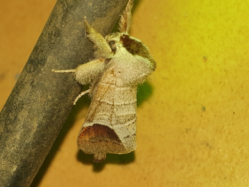 Clostera curtula - rövidszárnyú levélszövő