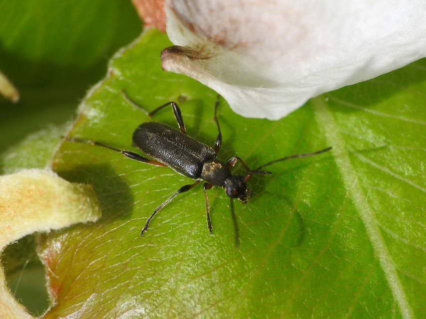Grammoptera ruficornis - gyűrűscsápú galagonyacincér Grammoptera ruficornis - gyűrűscsápú galagonyacincér