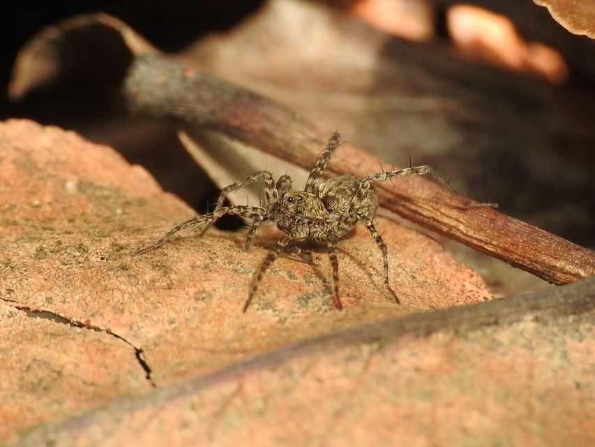 Pardosa