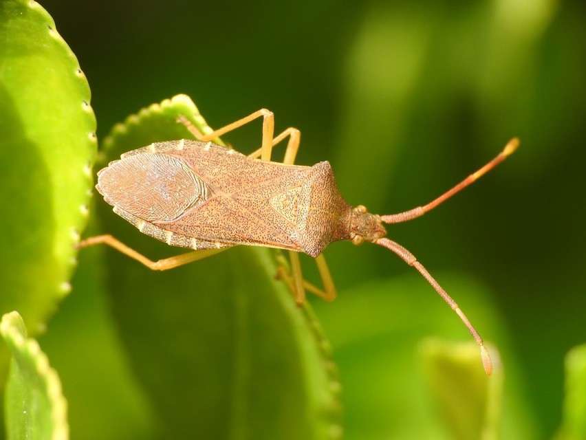 Gonocerus acuteangulatus - aranypetés karimáspoloska