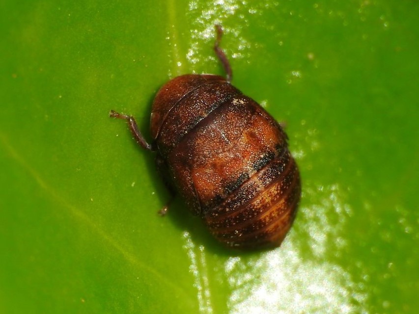 Penthimia nigra - fekete kabóca Penthimia nigra - fekete kabóca