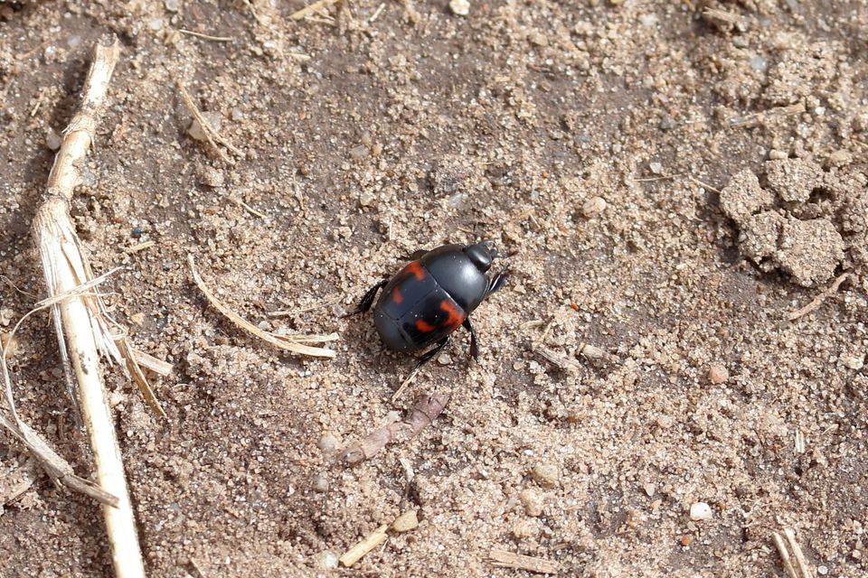 Hister quadrimaculatus - közönséges sutabogár