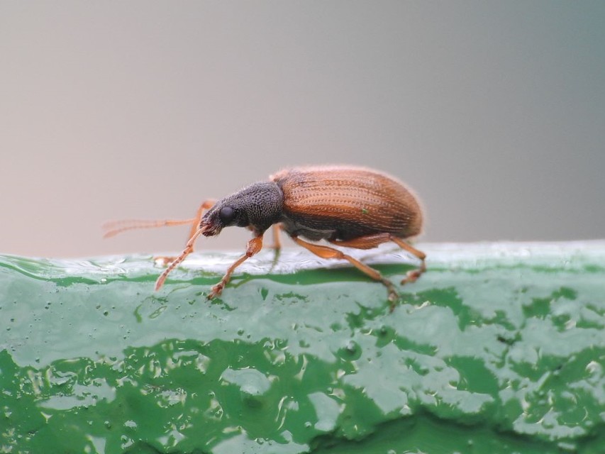 Phyllobius oblongus - közönséges levélormányos