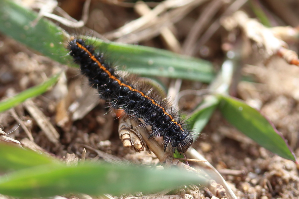 Spiris striata - csíkos molyszövő