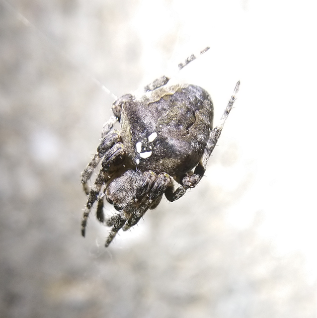 Araneus circe/angulatus