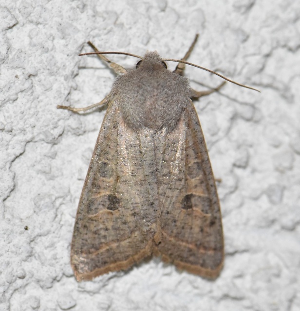 Orthosia gracilis - karcsú barkabagoly