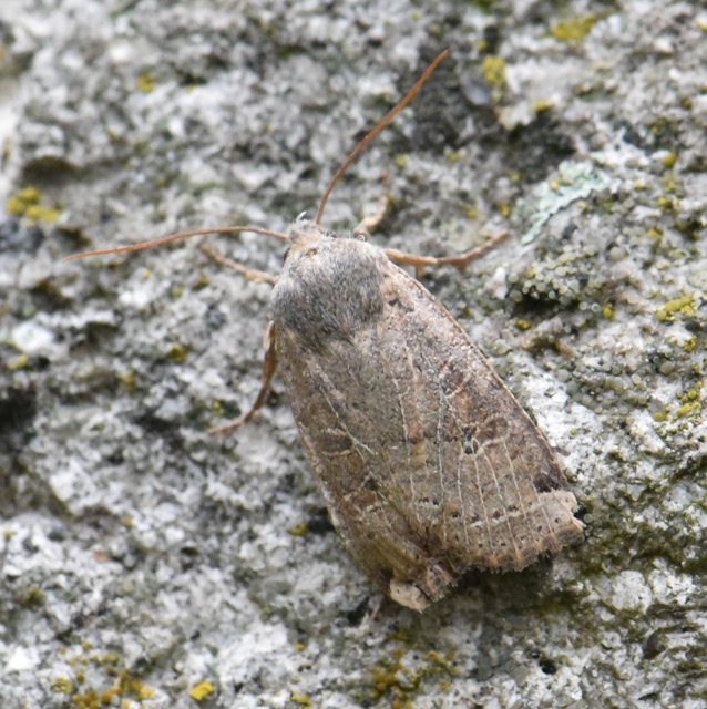Conistra veronicae - veronika-őszibagoly