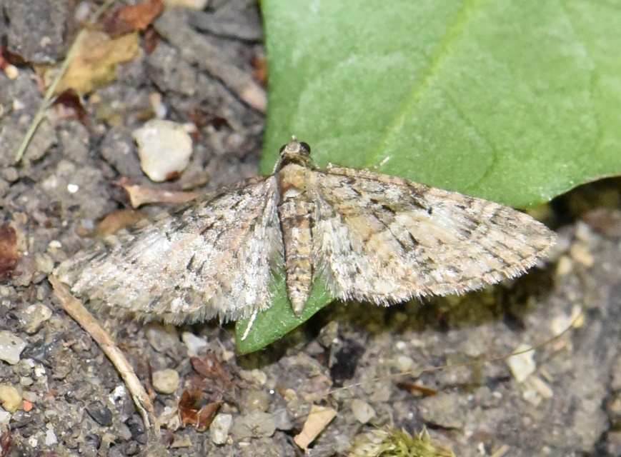 Eupithecia abbreviata - korai törpearaszoló