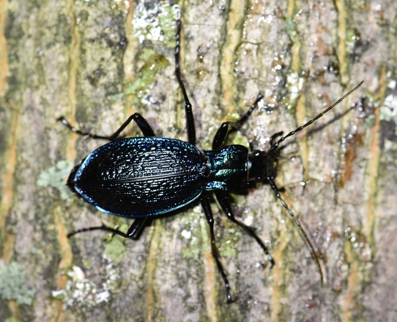 Carabus intricatus - kék laposfutrinka