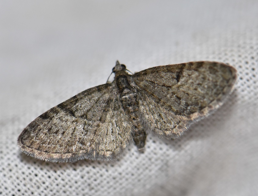 Eupithecia virgaureata - aranyvessző-törpearaszoló