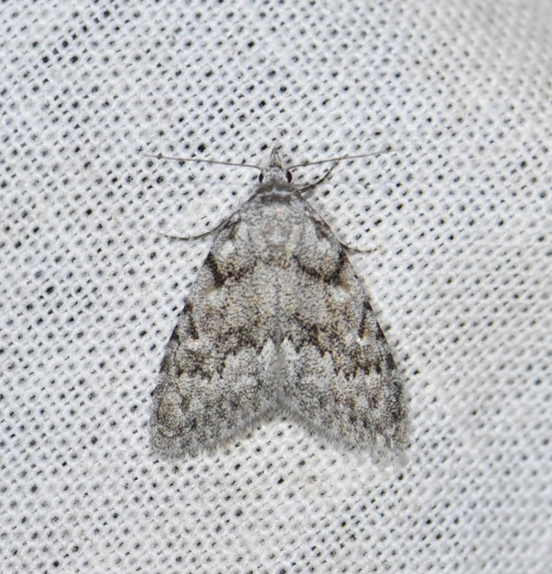 Nola cicatricalis - szürke pamacsosszövő