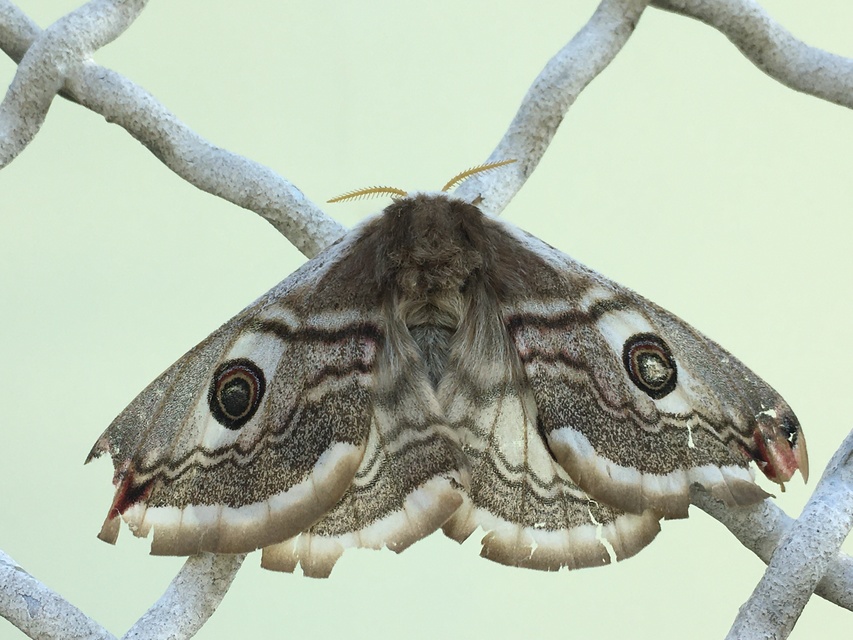 Saturnia pavoniella/pavonia