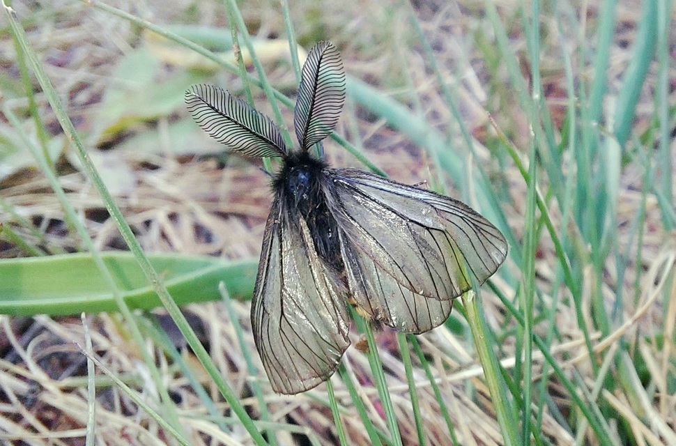 Pentophera morio - réti gyapjaslepke