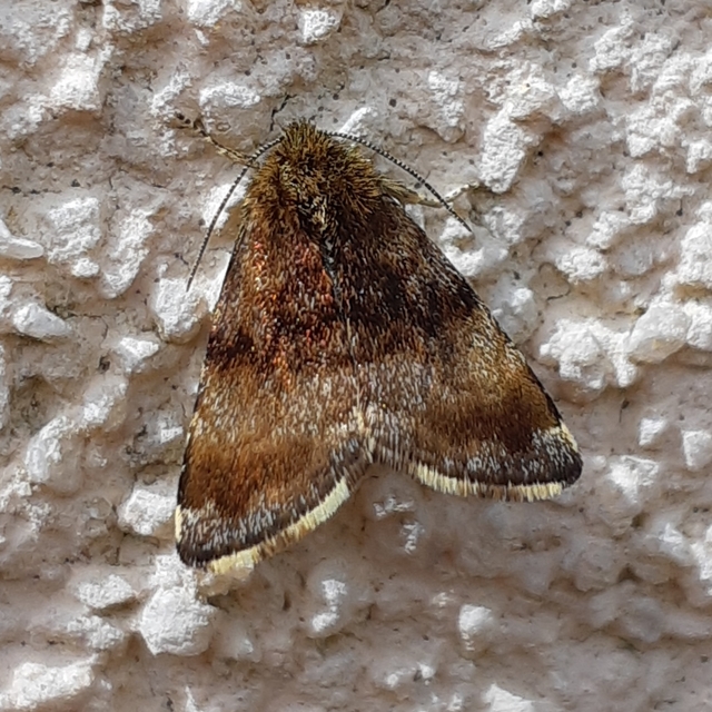 Panemeria tenebrata - apró sárgabagoly