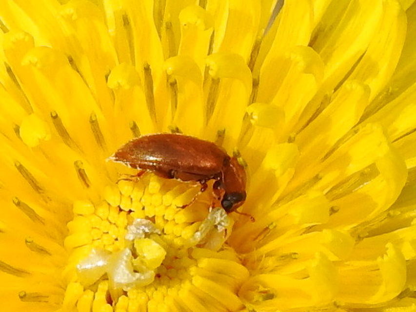 Byturus ochraceus - gyömbérgyökérbogár