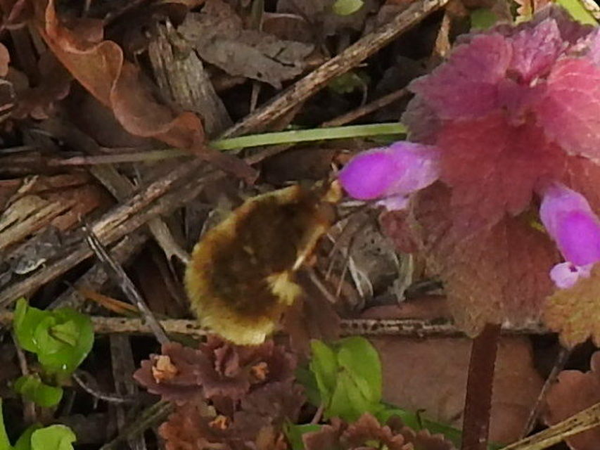 Bombylius major - szegélyes pöszörlégy