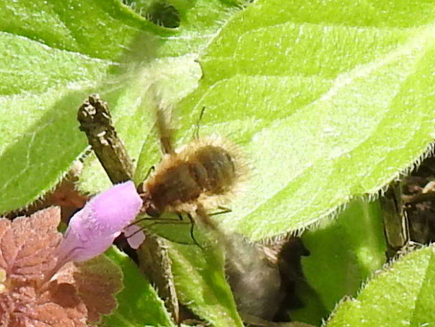 Bombylius major - szegélyes pöszörlégy