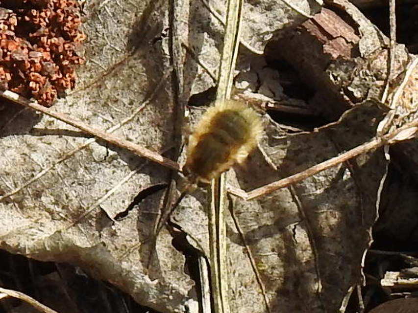 Bombylius major - szegélyes pöszörlégy