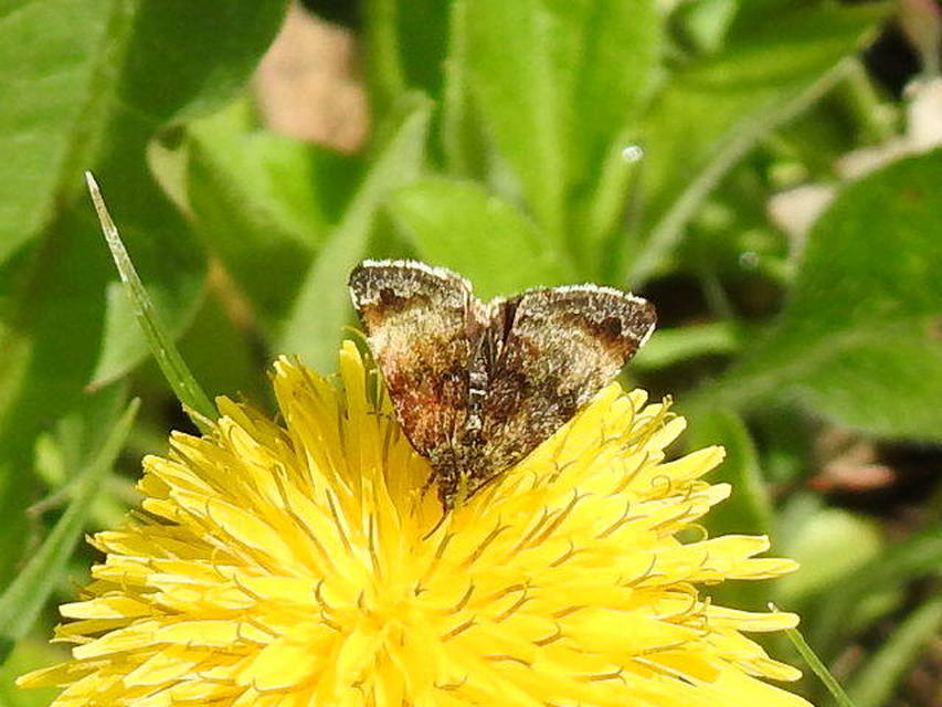 Panemeria tenebrata - apró sárgabagoly