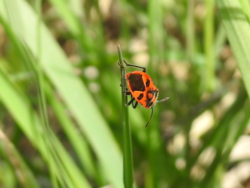 Corizus hyoscyami - piros karimáspoloska
