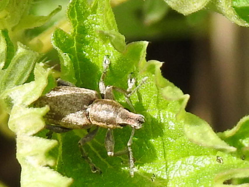Tanymecus palliatus - közönséges hegyesfarúbarkó