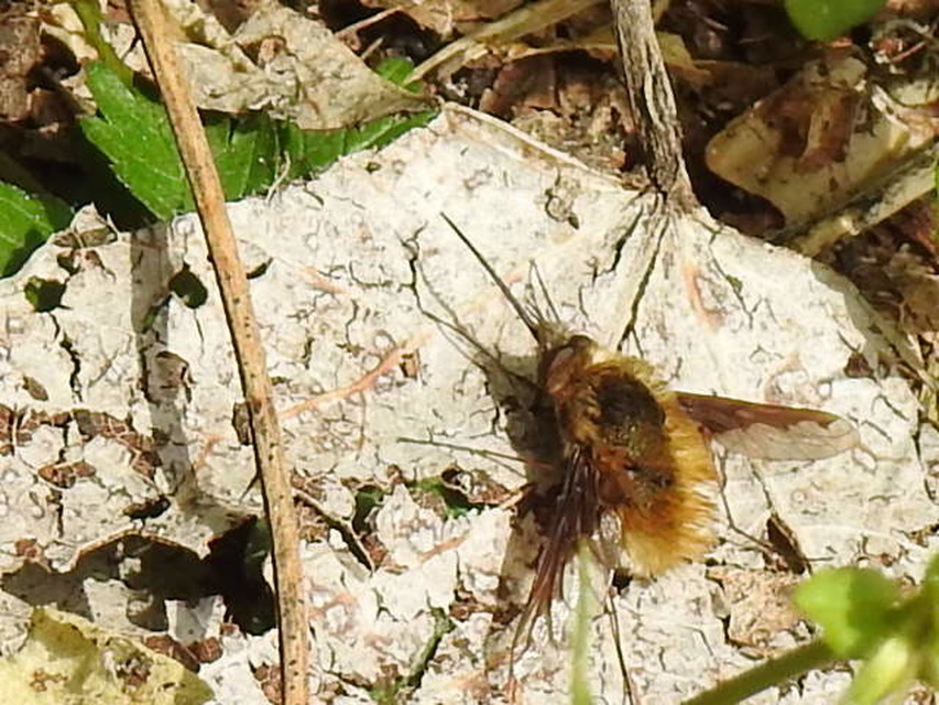 Bombylius major - szegélyes pöszörlégy