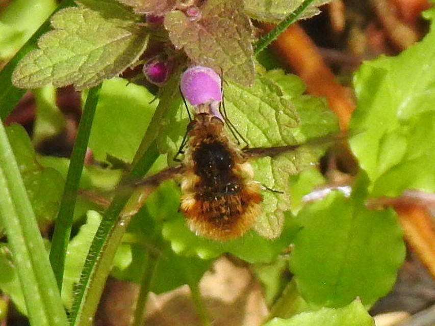 Bombylius major - szegélyes pöszörlégy