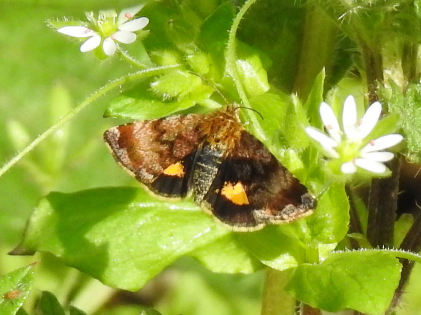 Panemeria tenebrata - apró sárgabagoly