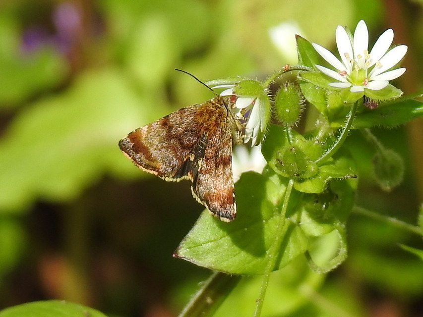 Panemeria tenebrata - apró sárgabagoly