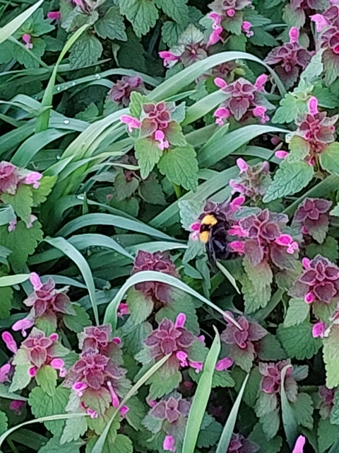 Bombus argillaceus - délvidéki poszméh