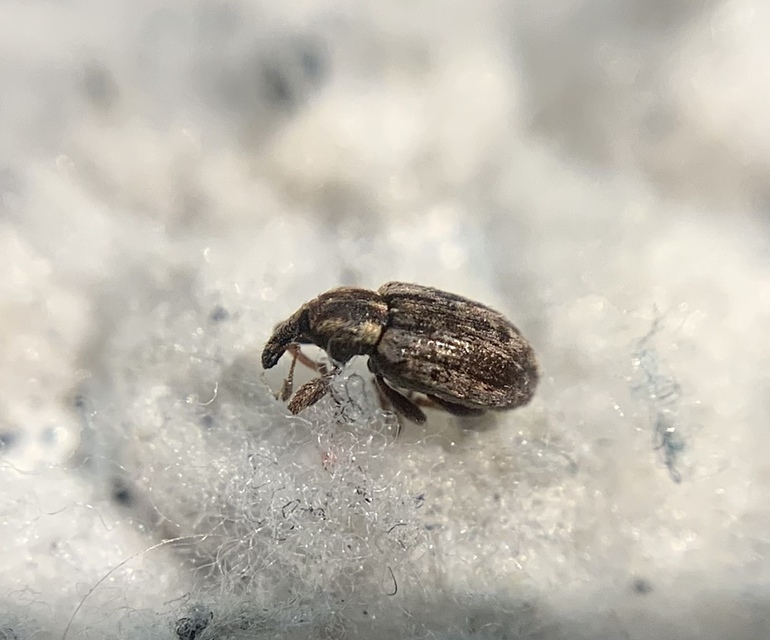 Limobius borealis - szőrös gólyaorrormányos