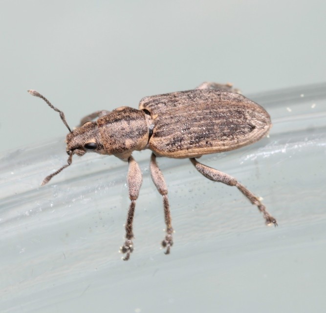 Tanymecus dilaticollis - kukorica-hegyesfarúbarkó
