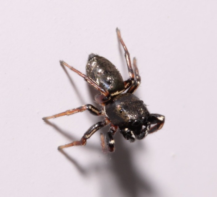 Heliophanus