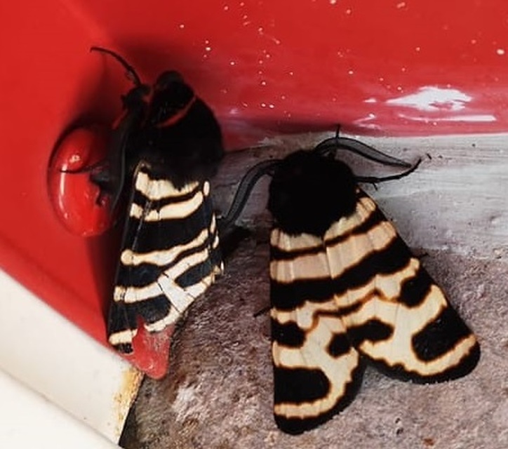 Arctia festiva - díszes medvelepke