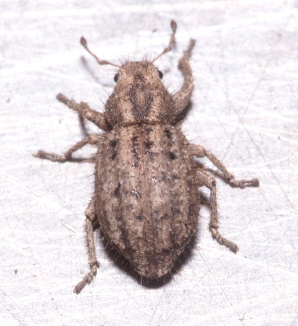 Cycloderes pilosulus - pikkelyeslábú ormányos
