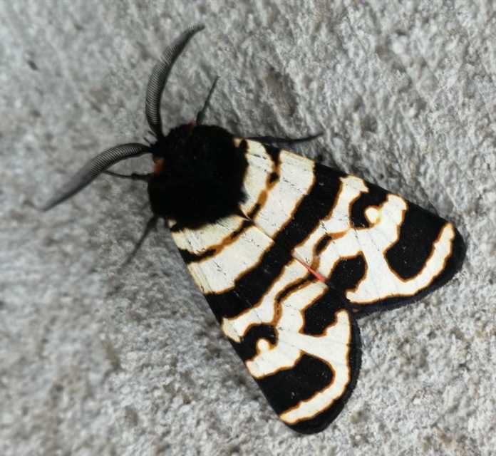 Arctia festiva - díszes medvelepke