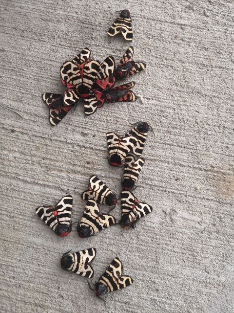 Arctia festiva - díszes medvelepke