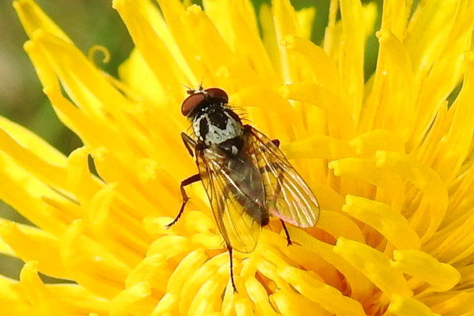 Anthomyia