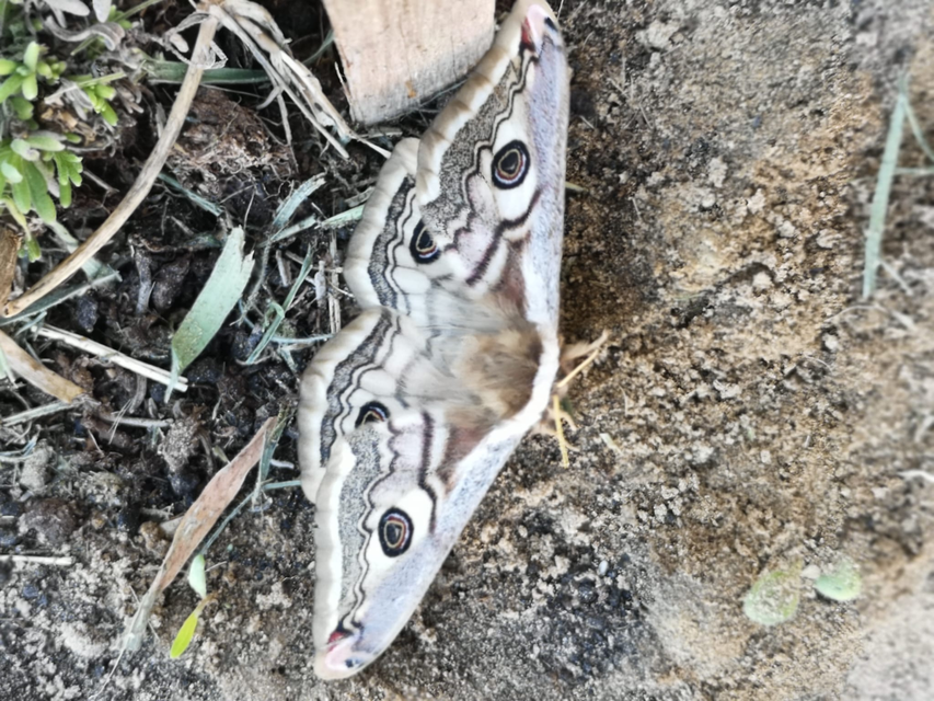 Saturnia pavoniella/pavonia