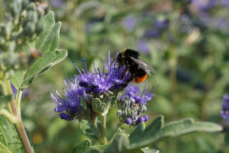 Bombus lapidarius - kövi poszméh