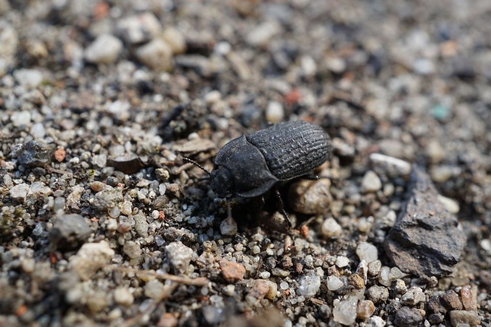 Opatrum sabulosum - sároshátú gyászbogár