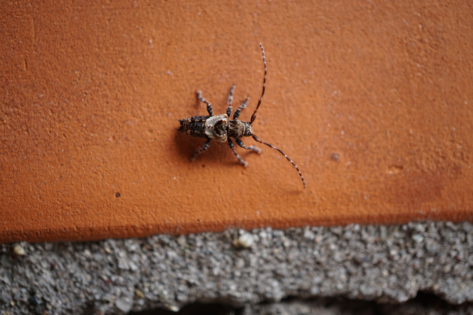 Pogonocherus hispidus - kéttövises ecsetcincér