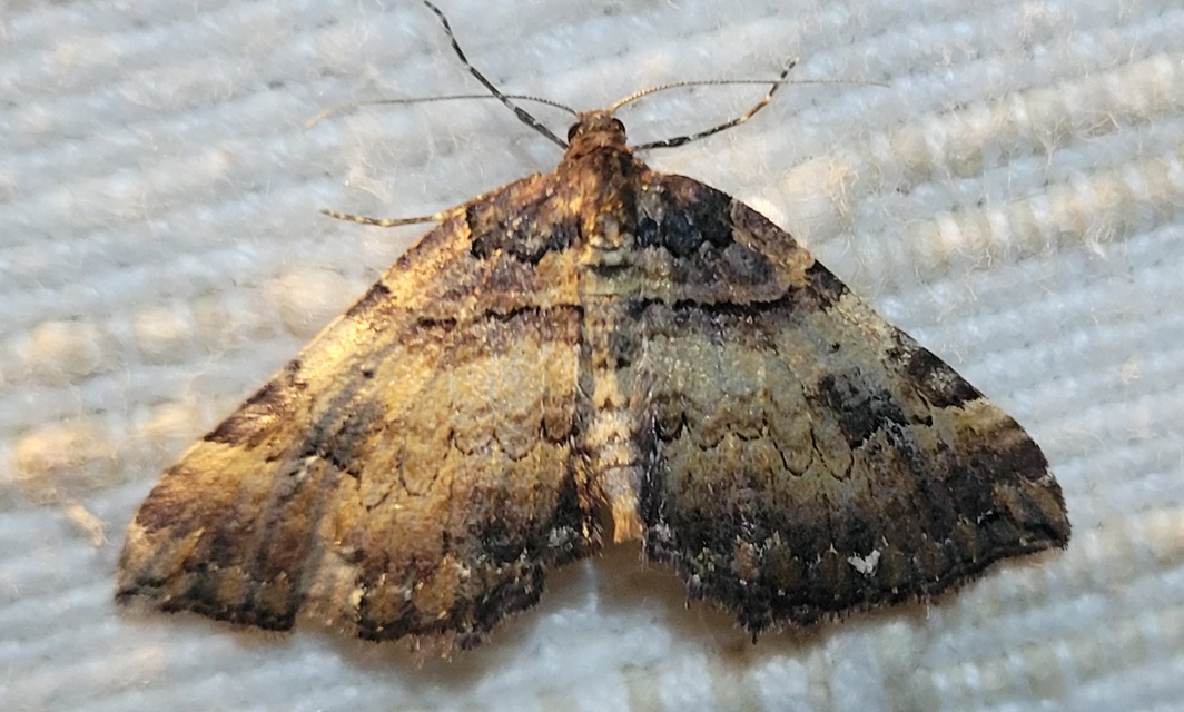 Earophila badiata - csipkerózsa-araszoló